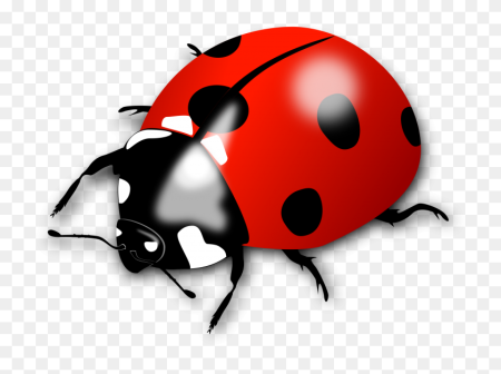 Ladybug Божья коровка