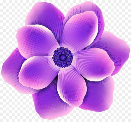 Цветы без фона