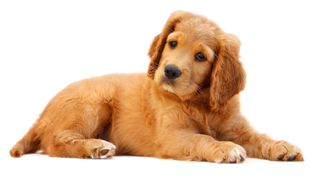 Oh my Pet торговый знак