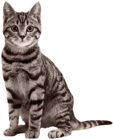 Кошка без фона