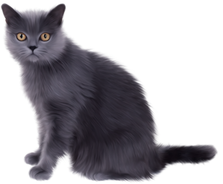 Шартрез кошка