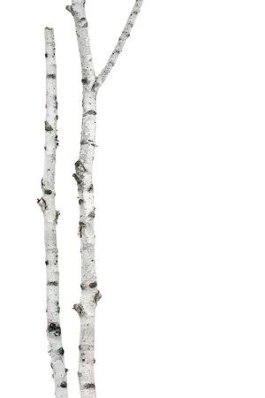 White Birch (белая береза)