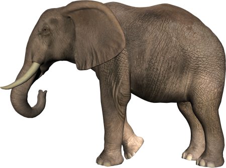 Животные на прозрачном фоне