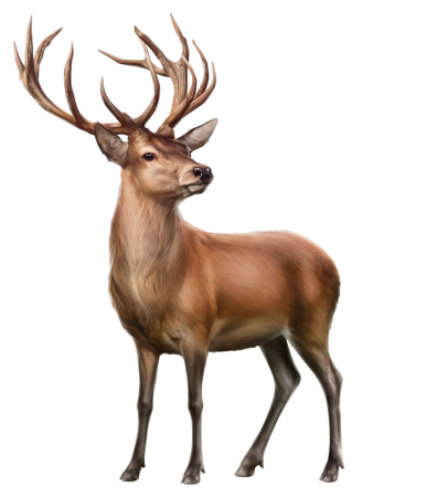 Олень на белом фоне