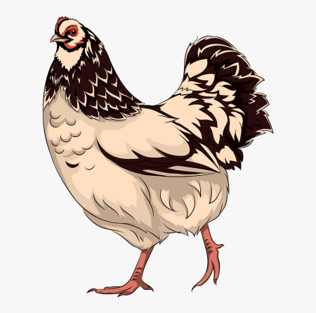 Курица картинка