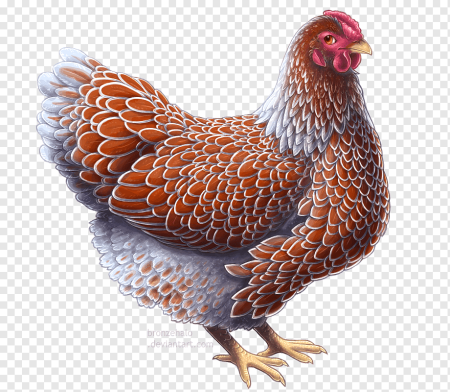 Курица рисунок