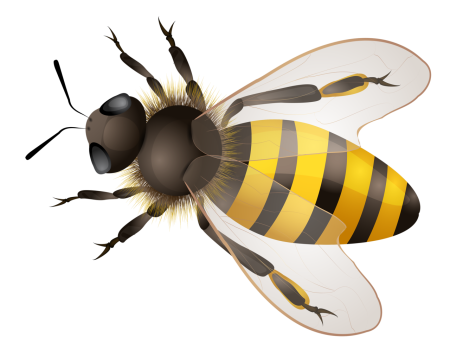 Пчела на белом фоне