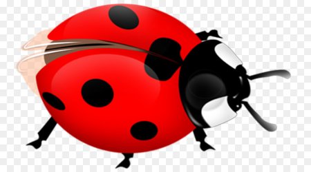 Ladybug Божья коровка
