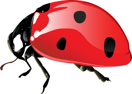 Божья коровка Clipart