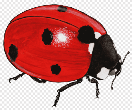 Божьи коровки