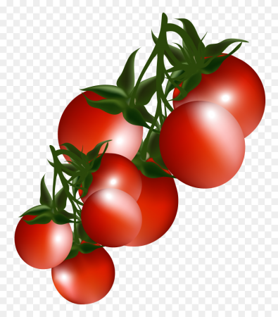 Клипарт помидор (42 фото)
