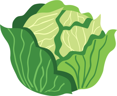 Cabbage рисунок