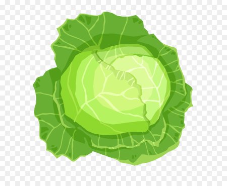 Капуста иллюстрация