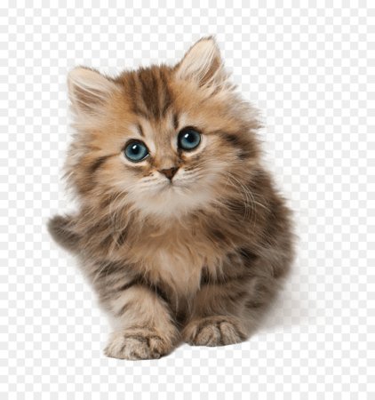 Кошка на прозрачном фоне