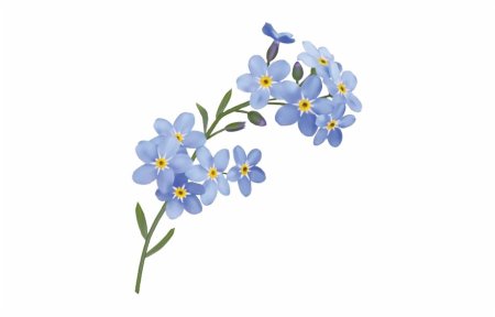 Цветы незабудки
