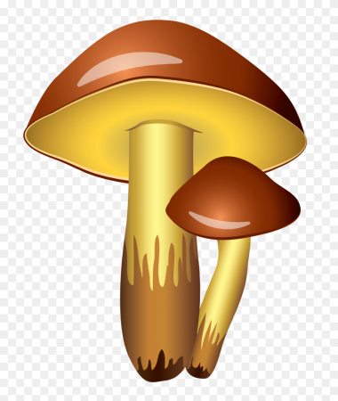 Маслёнок гриб