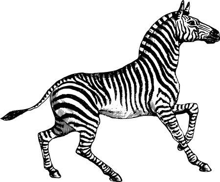 Зебра рисунок