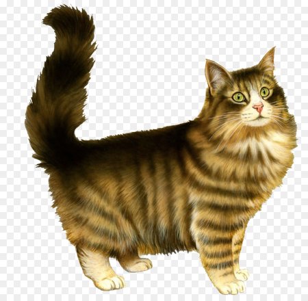 Кошка на белом фоне