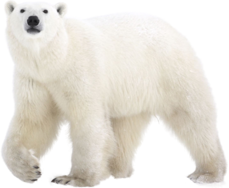 Белый медведь на белом фоне