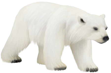 Полар бир (Polar Bear)