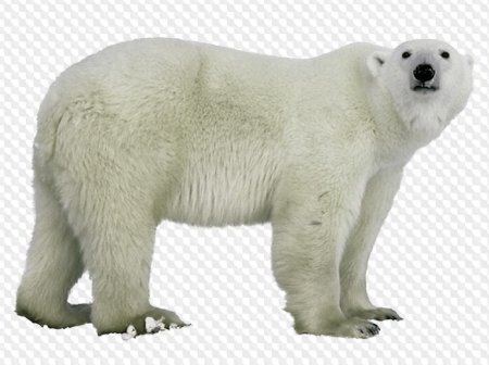 Белый медведь картинка для детей