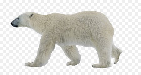 Белый медведь для фотошопа