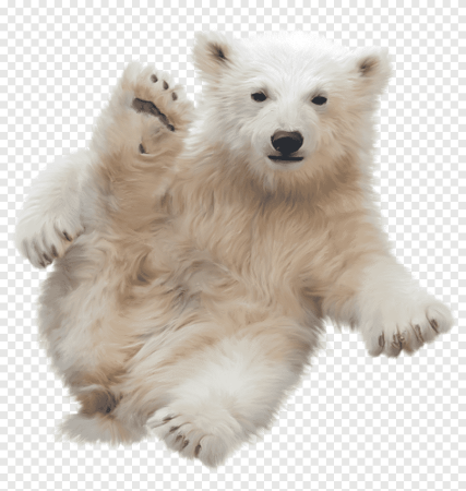 Белый медведь на белом фоне