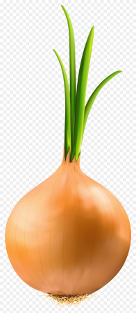 Лук репчатый