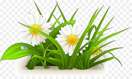Клипарт ромашки на прозрачном фоне