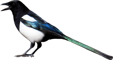Сорока на прозрачном фоне