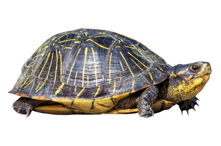 Морская черепаха