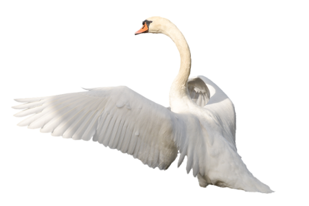 Лебеди (птицы)