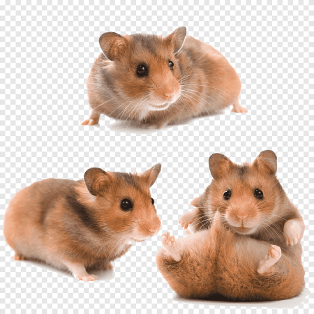 Хомяк на белом фоне