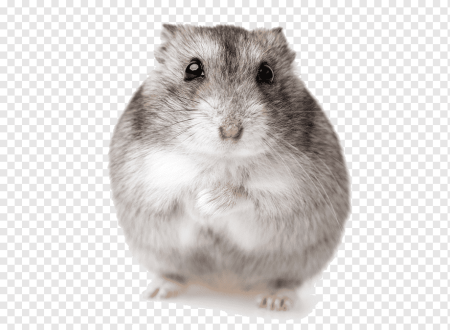 Хомяк джунгарский
