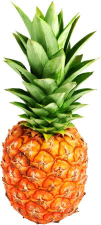 Ананас (ananas)