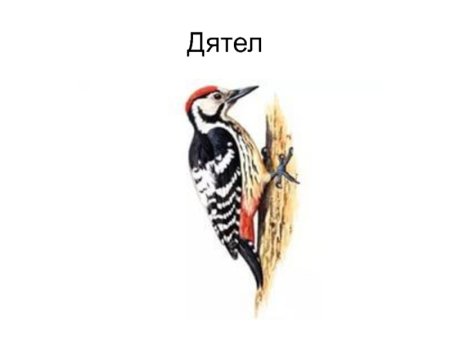 Дятел мультяшная