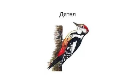 Дятел на белом фоне