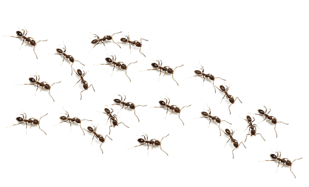 Насекомые на белом фоне