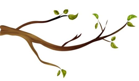 Веточка дерева