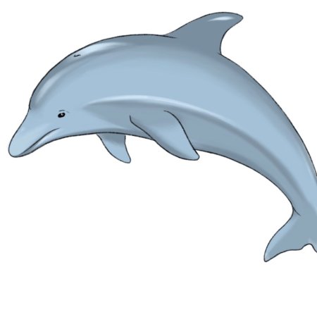 Дельфины картинки