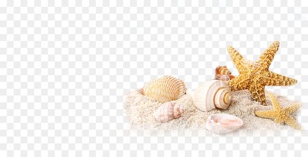 Морские ракушки на прозрачном фоне