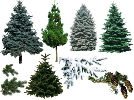 Pinetree 3d model