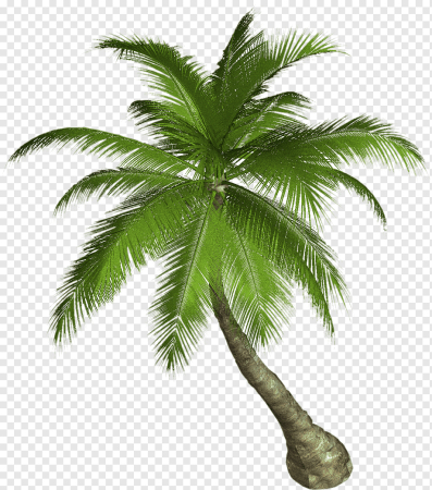 Клипарт пальма (49 фото)
