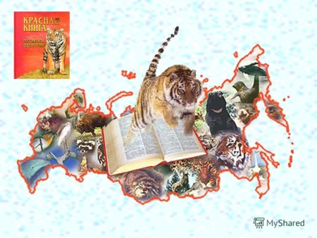 Красная книга России клипарт