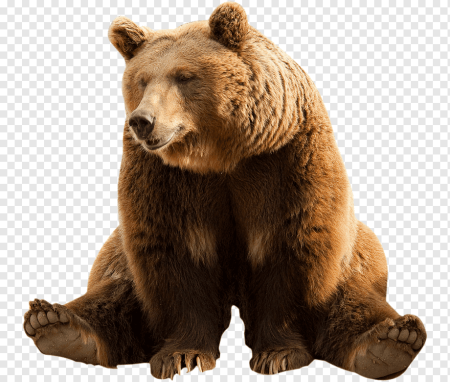 Медведь на прозрачном фоне