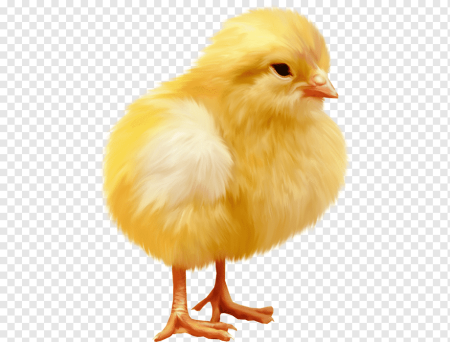 Цыпленок для детей