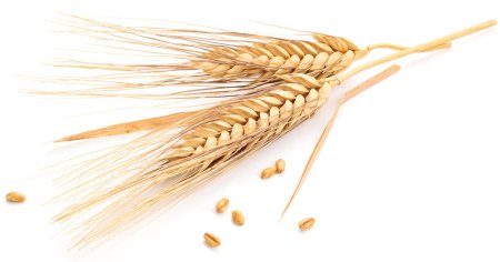 Клипарт пшеница (49 фото)