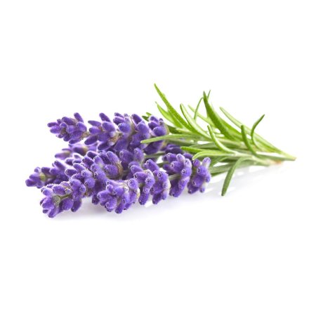 Лаванда Lavandula Folgate