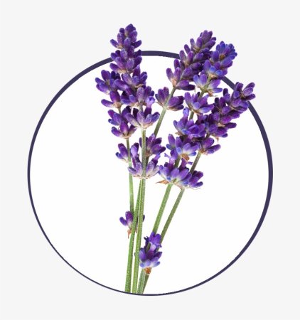 Lavandula latifolia