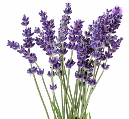 Лаванда куст